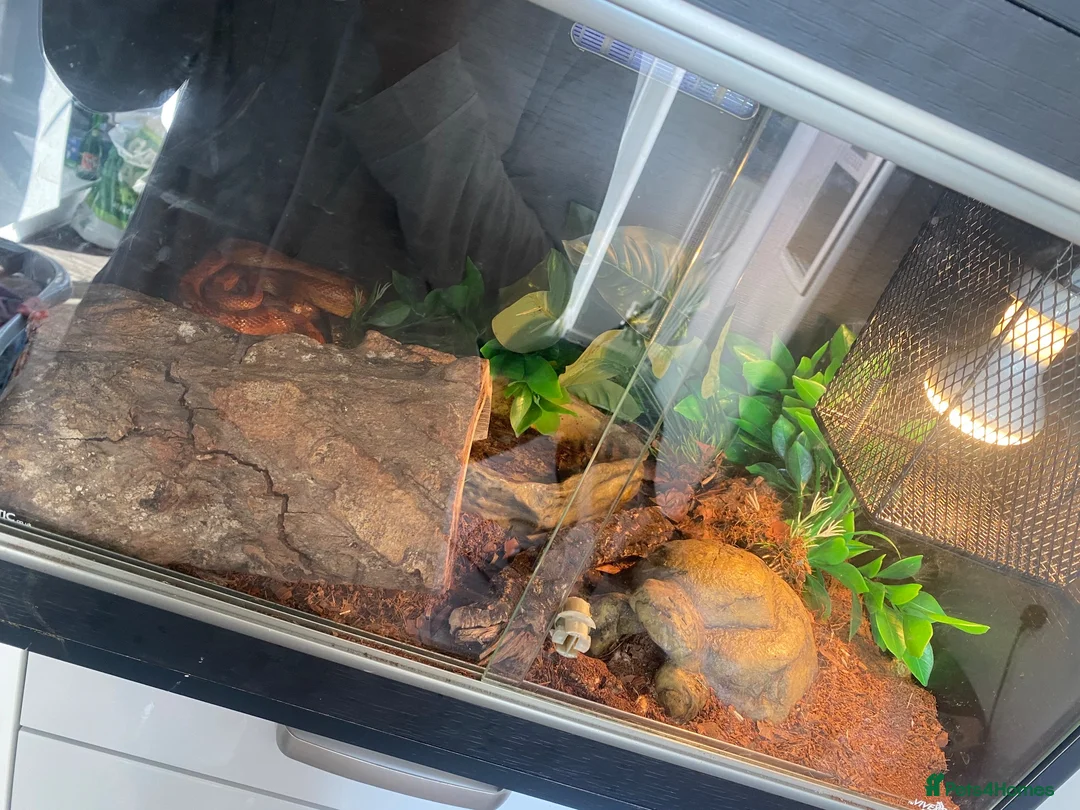Corn Snake reptiles for sale: Corn snake  in Nelson - Advert 3