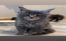 Maine Coon cats for sale: Mainecoon Kittens  - Image 21