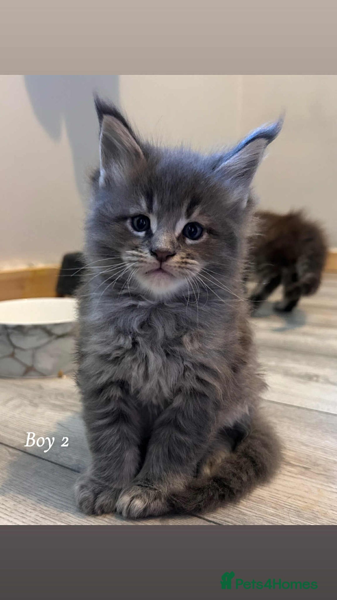 Maine Coon cats for sale: Mainecoon Kittens  - Image 21