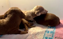Miniature Dachshund dogs for sale: Miniature dachshunds  - Image 14