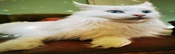 Maine Coon cats for sale: A Touch of Magic: White Maine Coon Girls Available - Advert 3