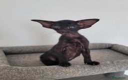 Oriental cats for sale: Oriental Shorthair kittens  - Image 24