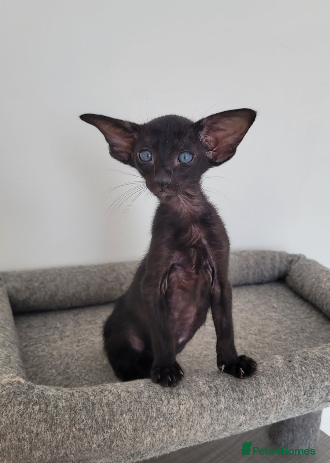 Oriental cats for sale: Oriental Shorthair kittens  - Image 24