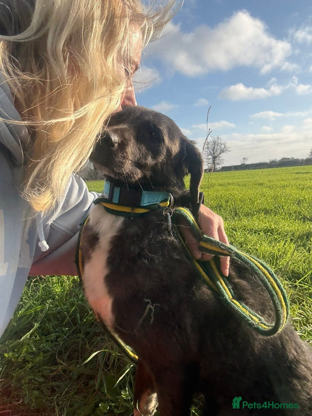 Mixed Breed dogs for adoption: Felice - Norwich Norfolk  - Advert 3