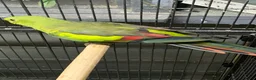 Ringnecks birds for sale: Hen rock Pebbler dna sexed  - Advert 4