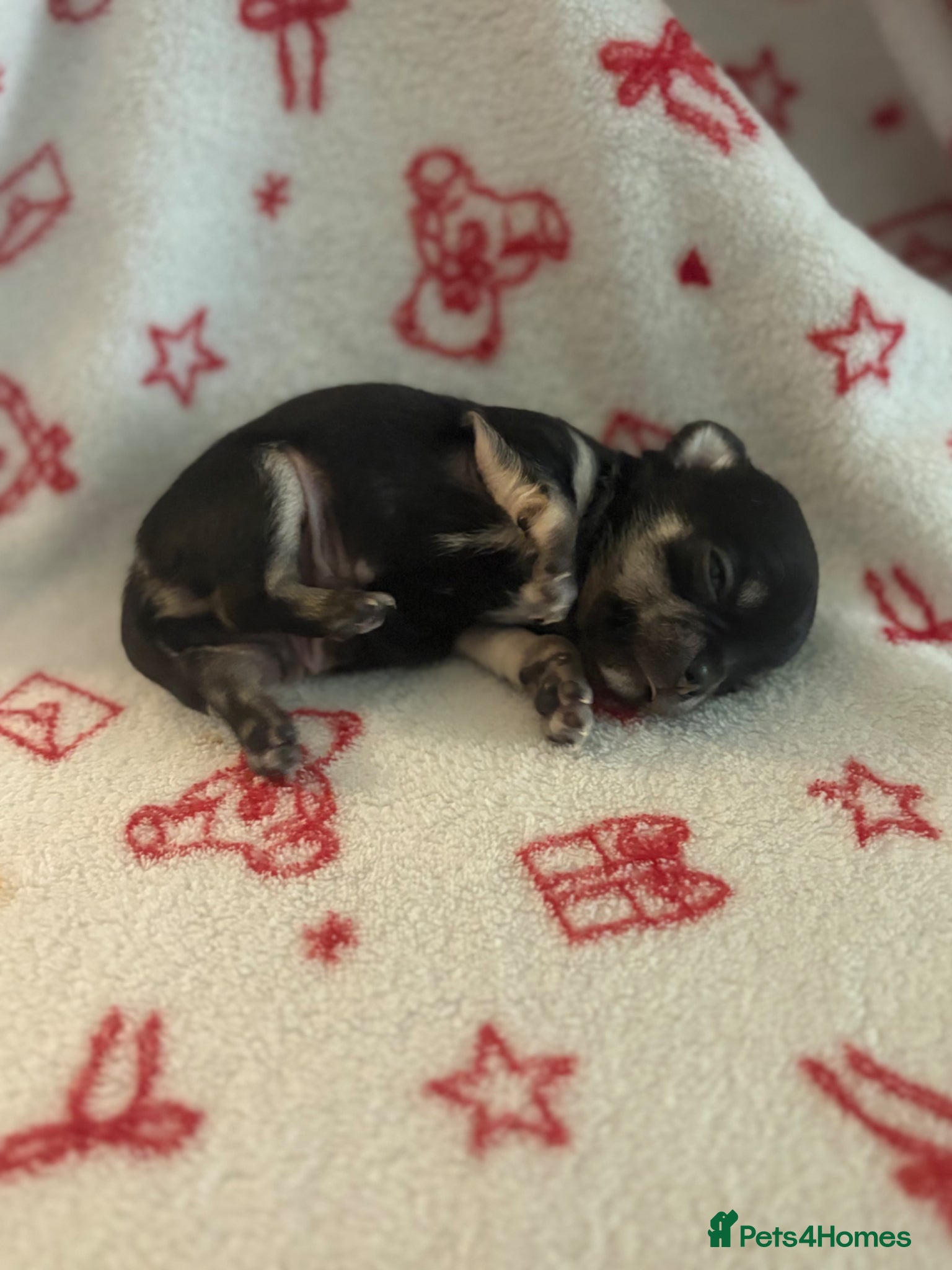 Chihuahua dogs Chihuahua puppies  - Advert 4