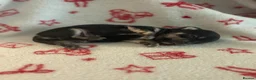 Chihuahua dogs for sale: Chihuahua puppies  - Advert 2