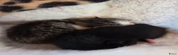Mixed Breed cats for sale: Mummy cat - Advert 6