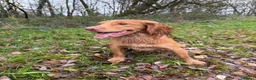 Cocker Spaniel dogs for sale: Working cockers  - Advert 7