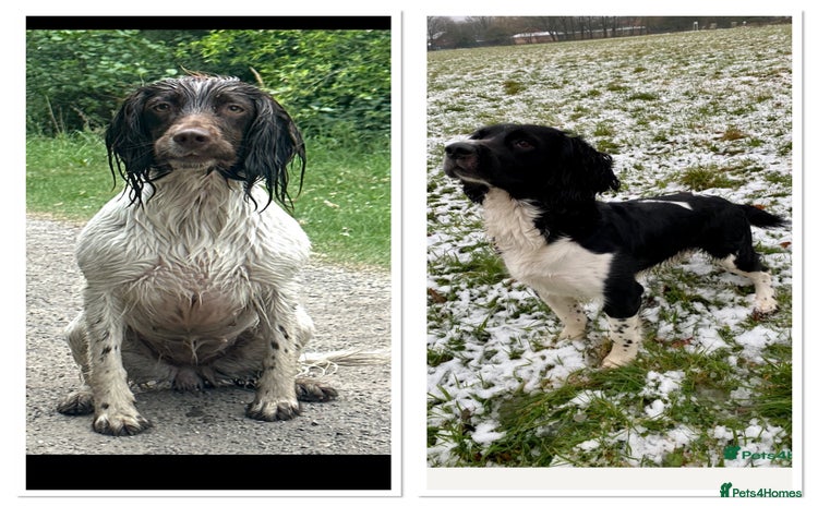 English Springer Spaniel dogs - Advert 1