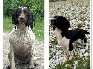 English Springer Spaniel dogs - Advert 6