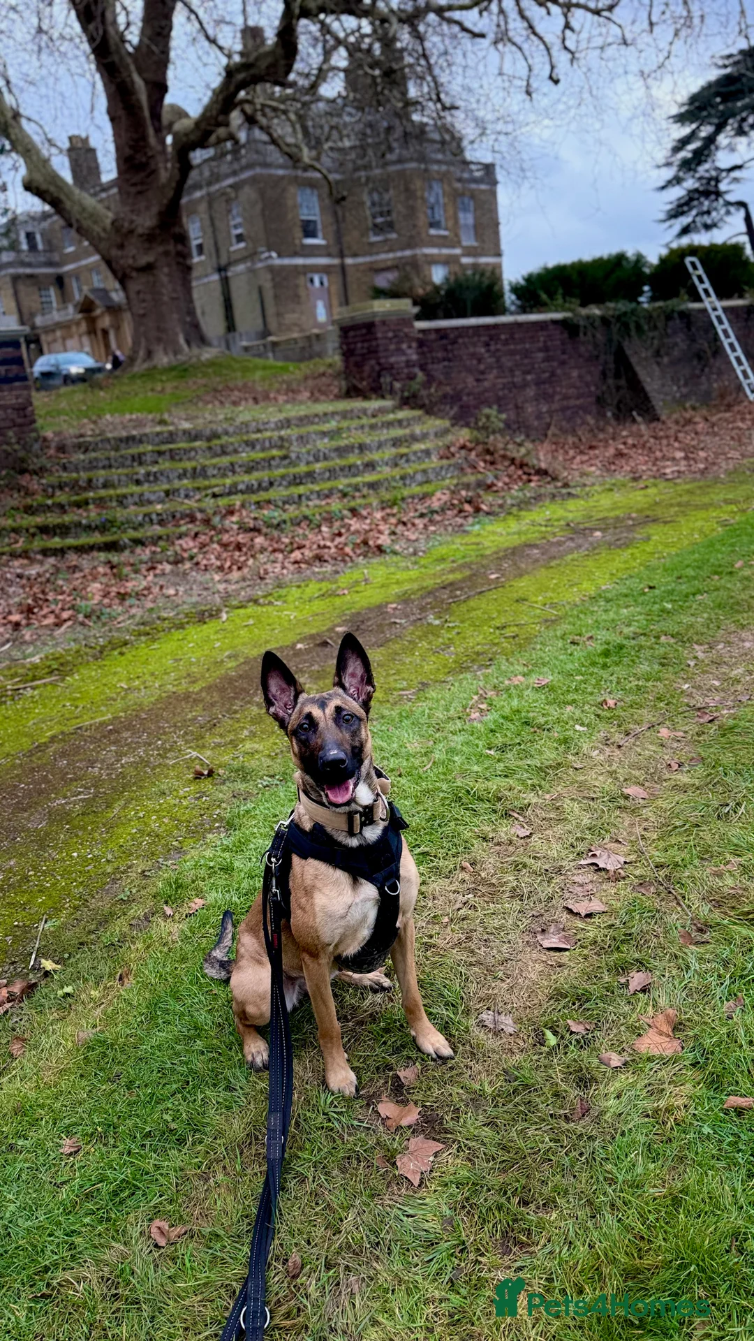 Mixed Breed dogs for sale: Incredible Belgian MalinoisxGerman shepherd pups - Advert 12