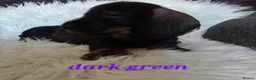 Dachshund dogs for sale: 1 kc registered standard wire puppy remaining  - Advert 12