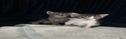 Bengal cats for sale: Bengal mix kittens  in Manchester - Advert 9