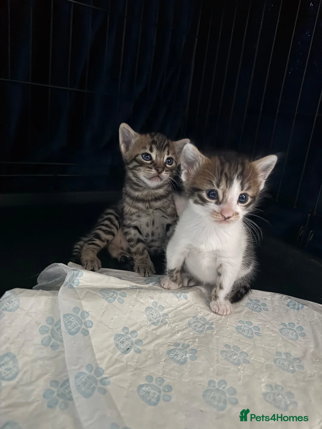 Bengal cats for sale: Bengal mix kittens  in Manchester - Advert 9