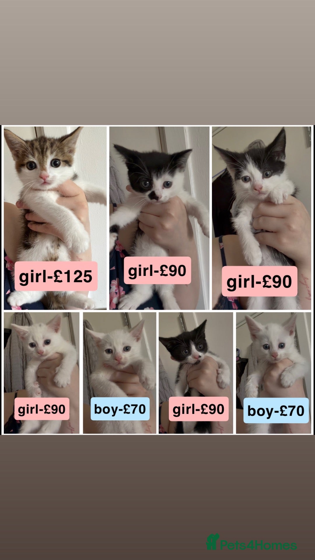 Mixed Breed cats kittens for sale  - Advert 2