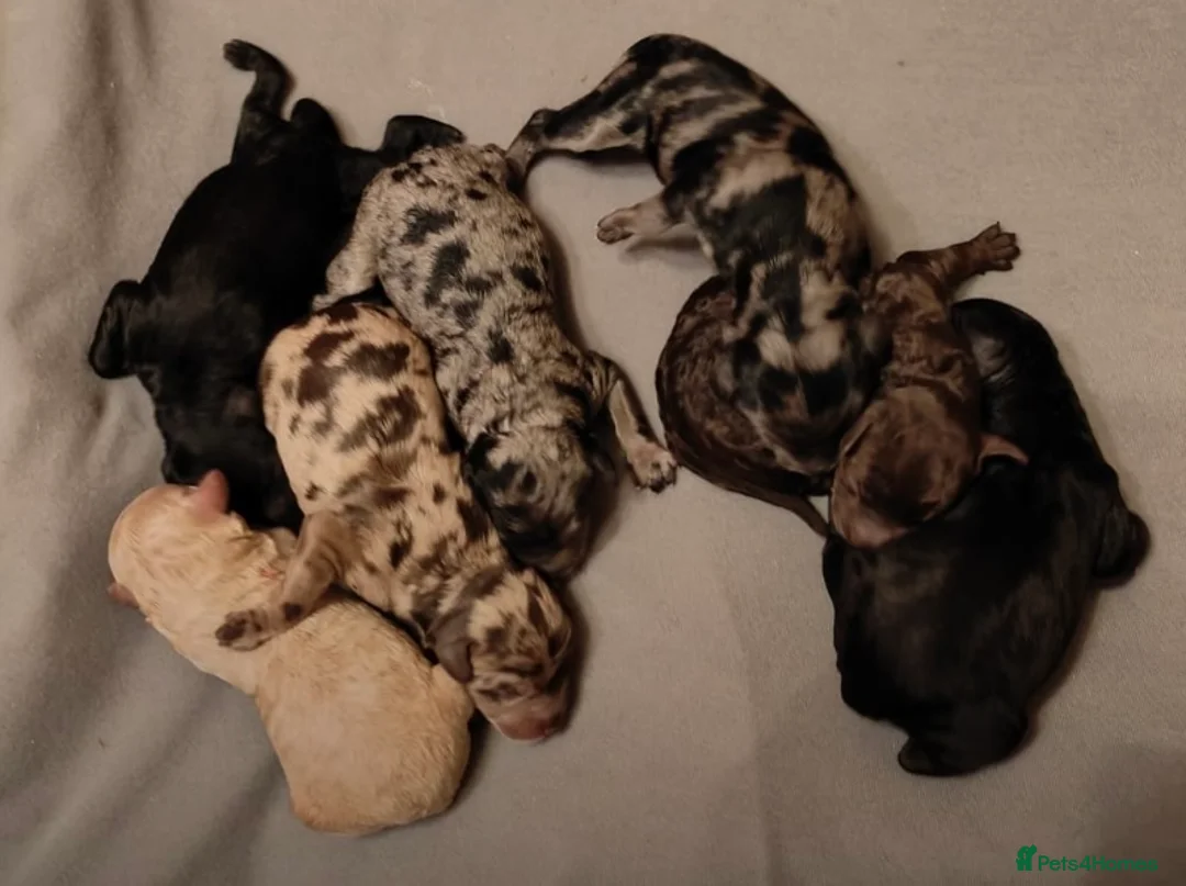 Poodle dogs for stud: Stunning Well Proven Miniature Merle Poodle in Newcastle - Advert 17