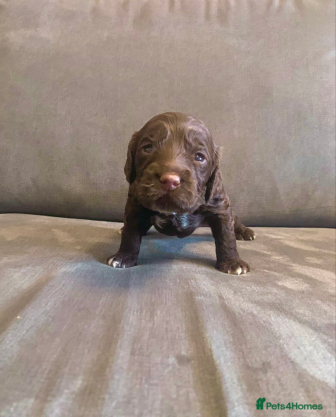 Cockapoo dogs for sale: Cockapoo F1b - Advert 30