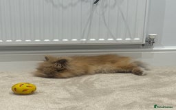 Lionhead rabbits for sale: Sunny bun - Image 2