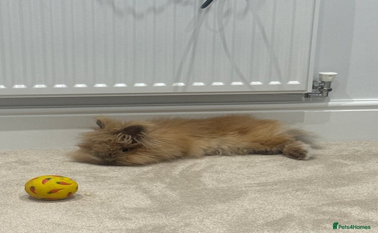 Lionhead rabbits - Advert 1