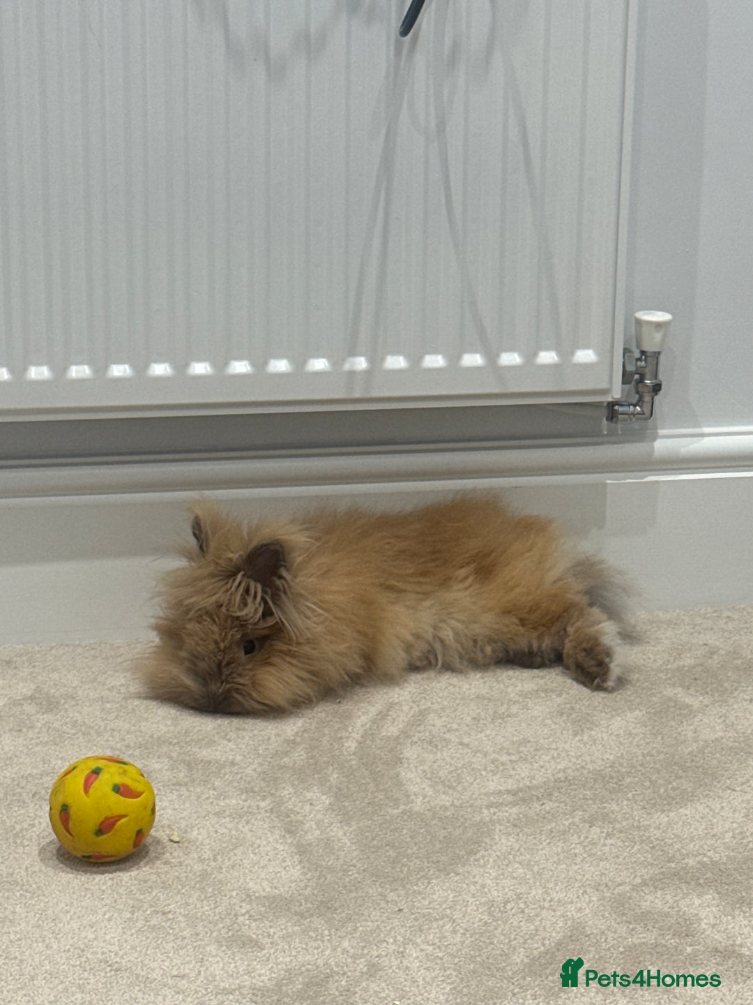 Lionhead rabbits for sale: Sunny bun - Image 2