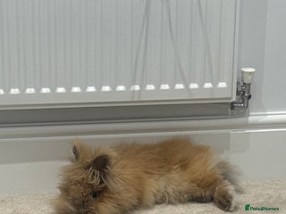 Lionhead rabbits - Advert 33