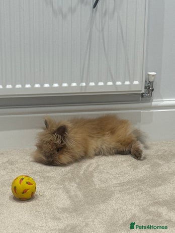 Lionhead rabbits - Advert 2