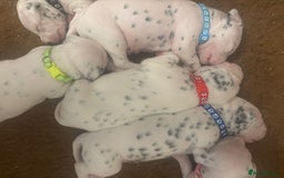 Dalmatian dogs for sale: 6 Beautiful Chunky Dalmatians born 27/5/25 in Stafford - Image 19