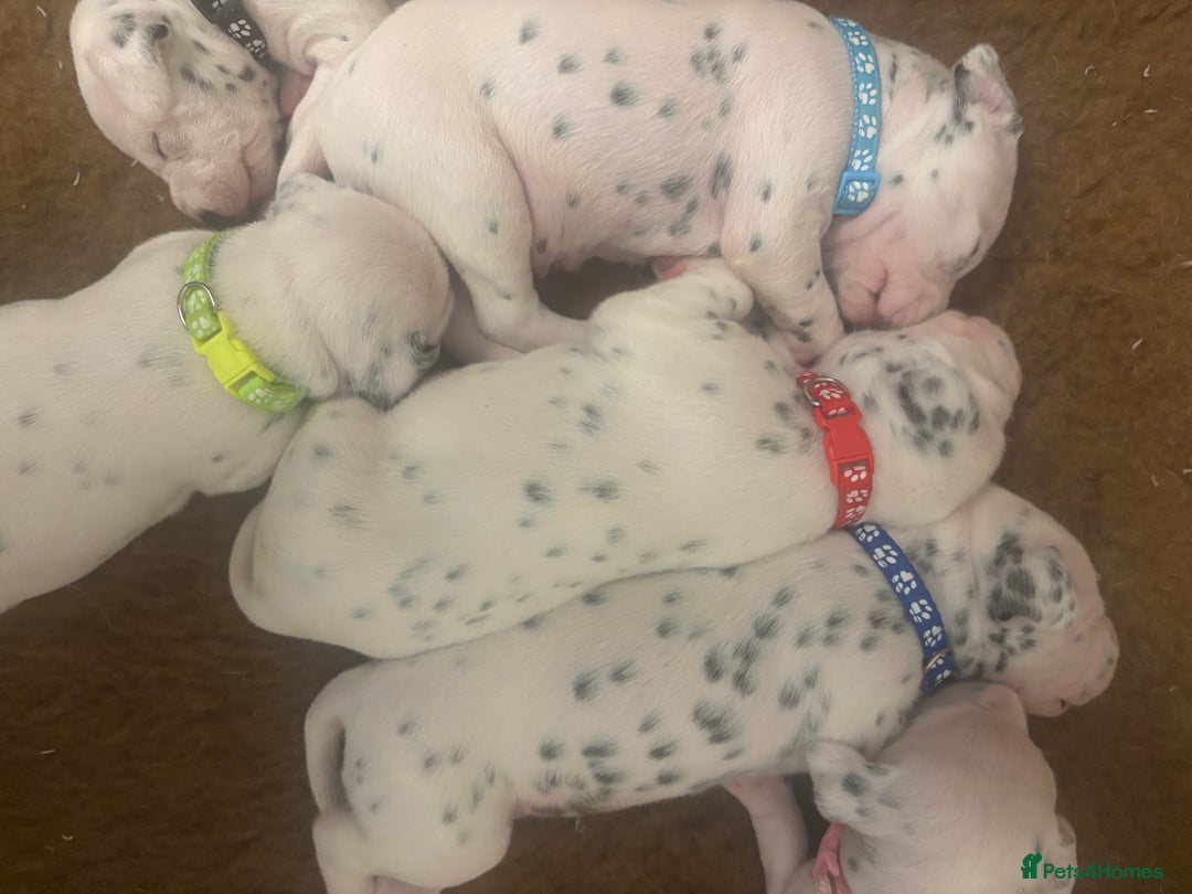 Dalmatian dogs for sale: 6 Beautiful Chunky Dalmatians born 27/5/25 in Stafford - Image 19