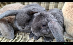 Mini Lop rabbits for sale: Baby mini lops ready to be reserved  - Image 8