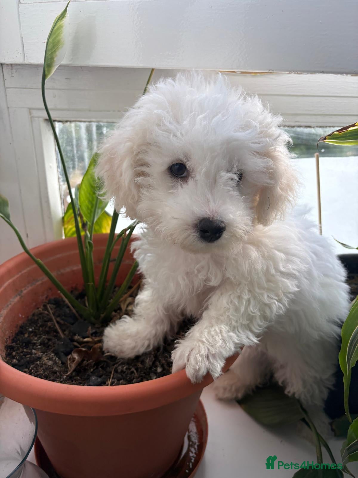 Bichon Frise dogs Bichon frise  - Advert 2
