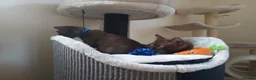 Burmese cats for sale: Stunning Brown Burmese Kittens. GCCF Reg.  - Advert 5