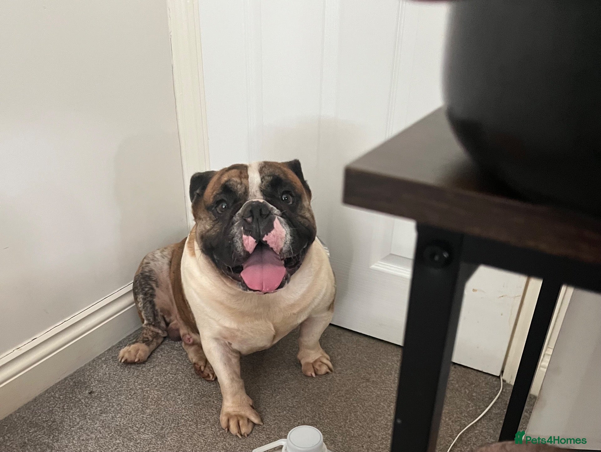 Olde English Bulldogge dogs Círoc open for stud - Advert 10