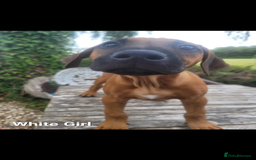 Rhodesian Ridgeback dogs for sale: KC reg chunky handsome pups - Image 25
