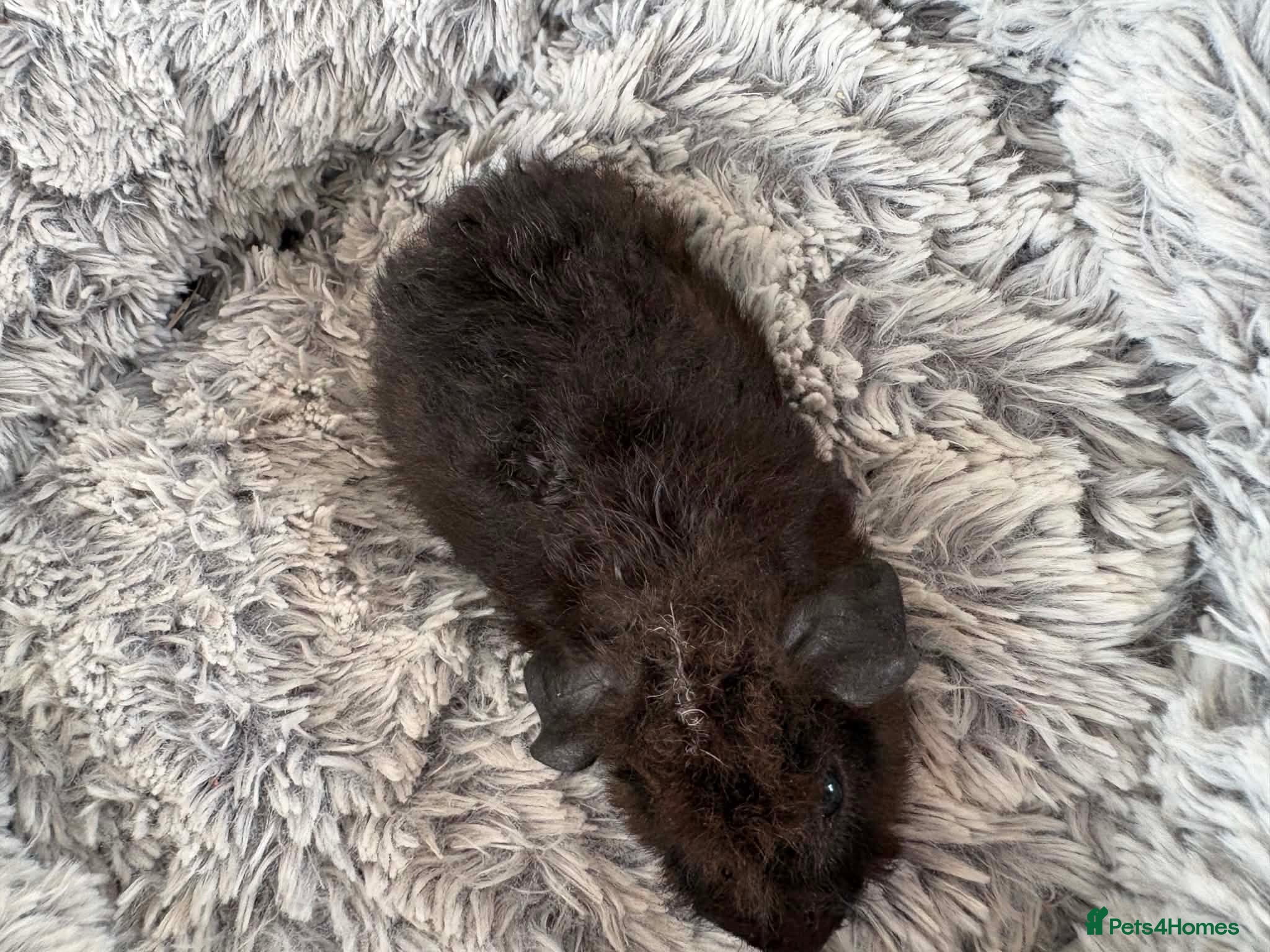 Guinea Pig rodents Mixed pairs  - Advert 13