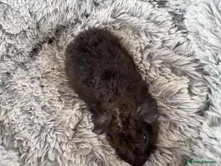 Guinea Pig rodents Boars - Advert 1