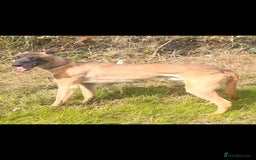 Lurcher dogs for sale: Lurcher puppies for sale.  - Image 4