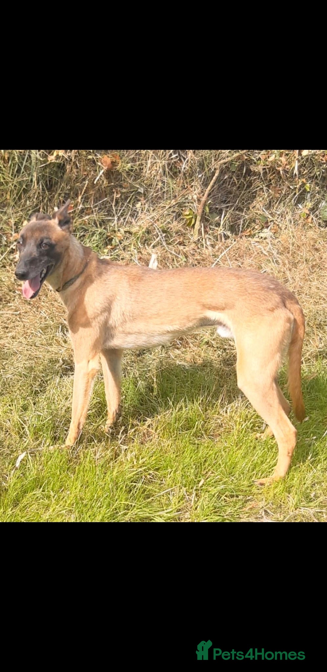 Lurcher dogs for sale: Lurcher puppies for sale.  - Image 4