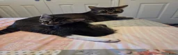 Mixed Breed cats for sale: Beautiful kittens for sale in Hartlepool - Advert 1