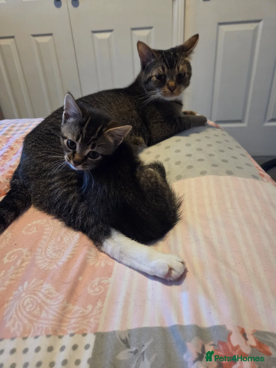 Mixed Breed cats for sale: Beautiful kittens for sale in Hartlepool - Advert 1