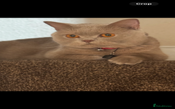 British Shorthair cats for sale: British Shothair Lilac - Image 9