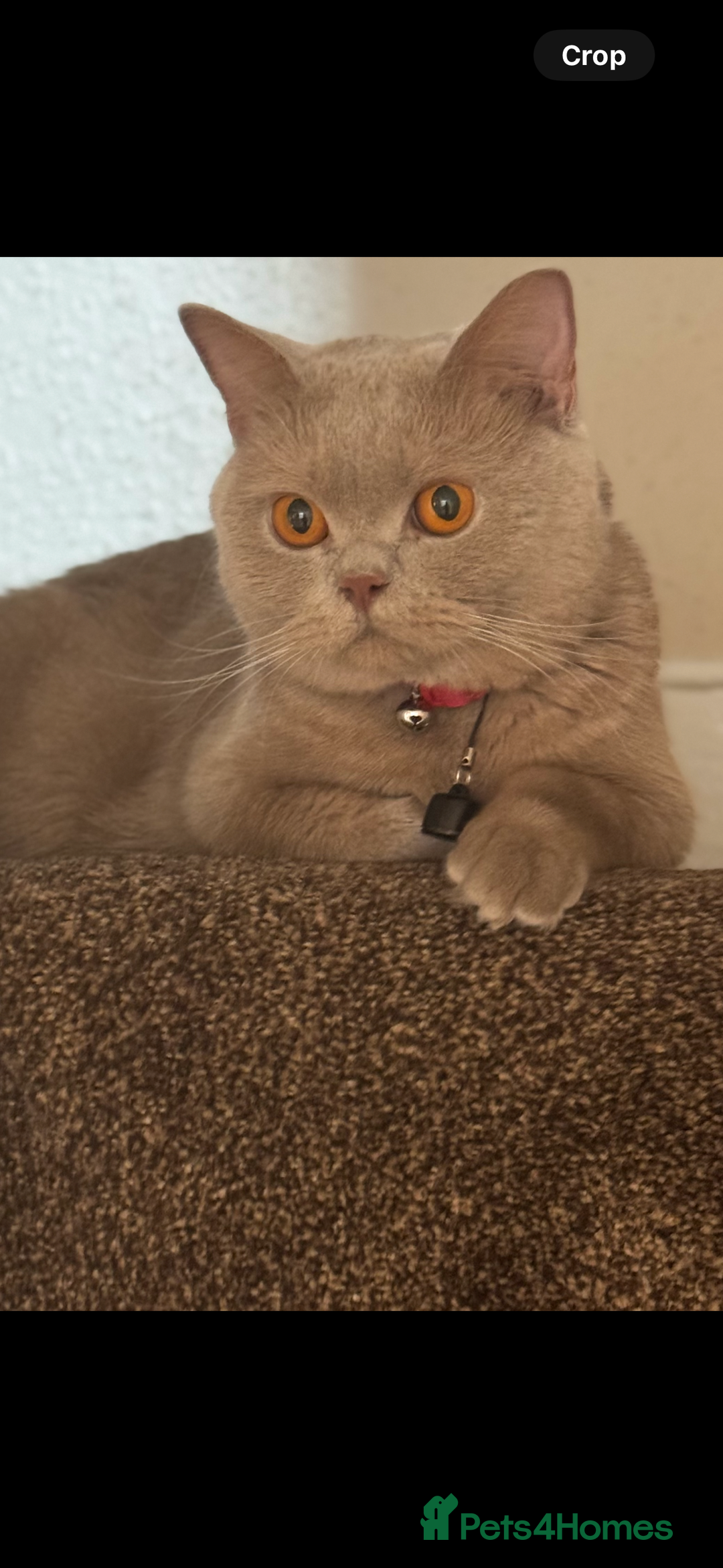 British Shorthair cats for sale: British Shothair Lilac - Image 9