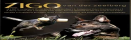 German Shepherd dogs for sale: Working line german shepherd puppies - Advert 32