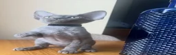 Devon Rex cats for sale:  Pedigree Devon Rex Kittens. Pet Homes Only  - Advert 21