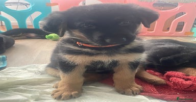 German Shepherd dogs - Advert 1