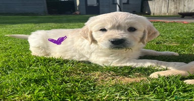 Golden Retriever dogs - Advert 11
