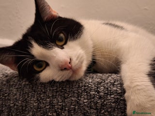 Domestic Shorthair cats for sale - Advert 1