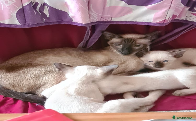 Siamese cats - Advert 3