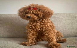 Toy Poodle dogs for stud: KC Red Toy Poodle STUD 🏆⭐️ HEALTH TESTED 🧬 ⭐️  in Aboyne - Image 4