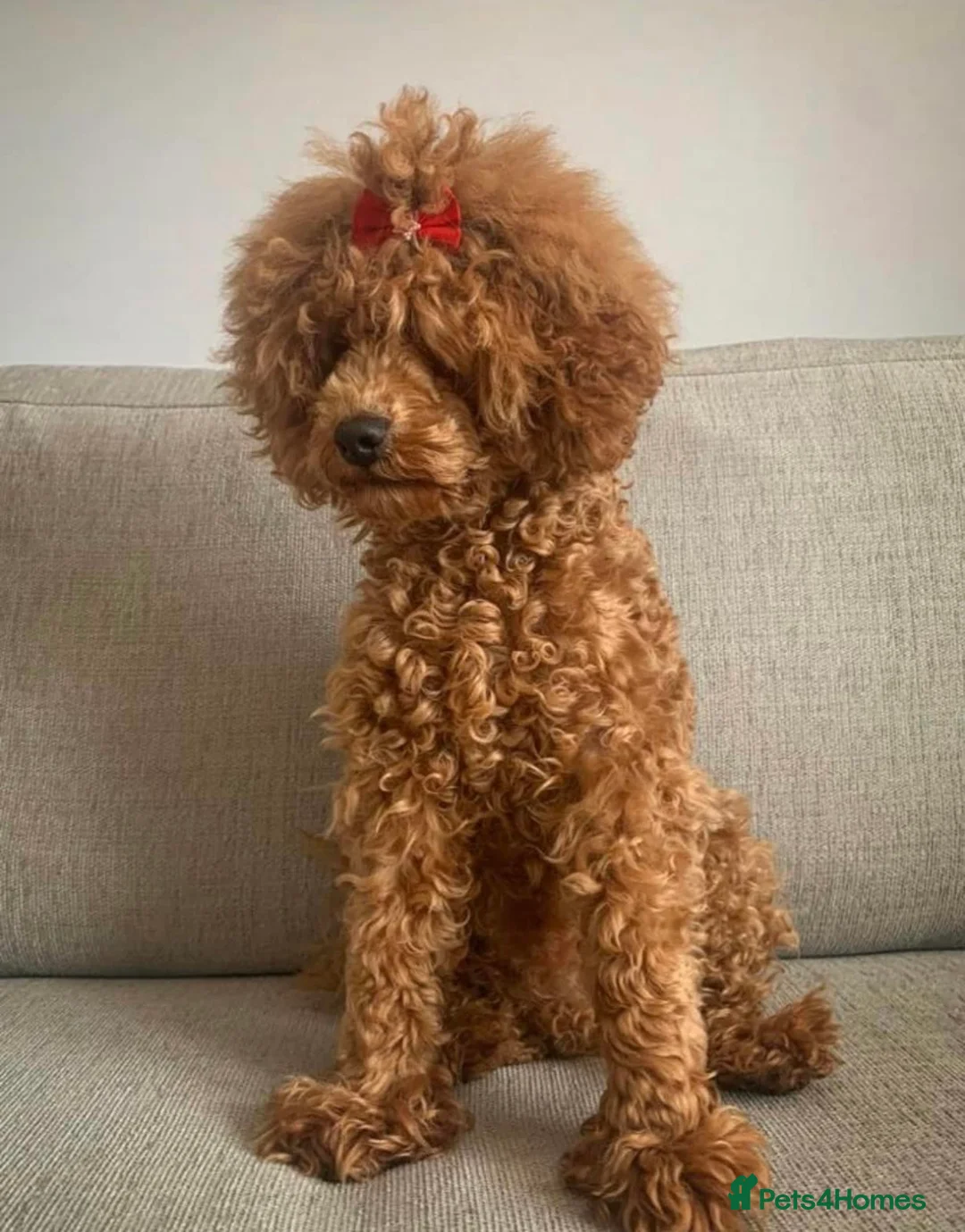 Toy Poodle dogs for stud: KC Red Toy Poodle STUD 🏆⭐️ HEALTH TESTED 🧬 ⭐️  in Aboyne - Advert 4